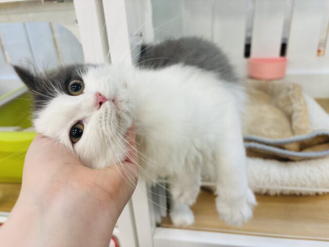 サイベリアン