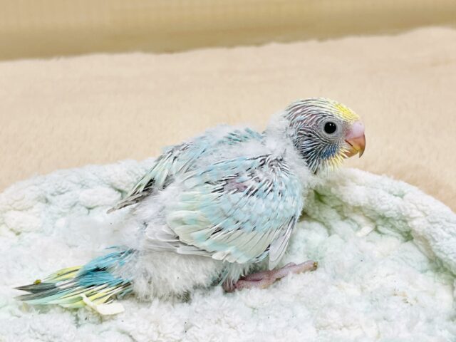 セキセイインコ