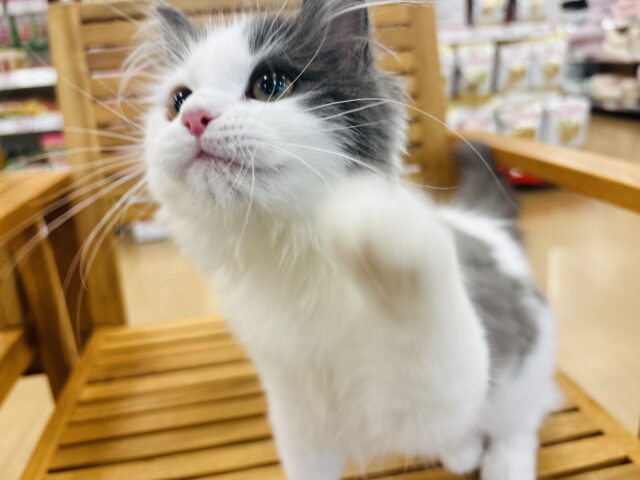 サイベリアン