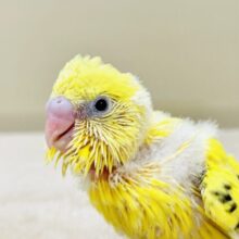 表情豊かなセキセイインコちゃん💛（ハルクイン）ヒナ