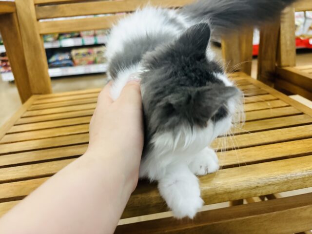 サイベリアン