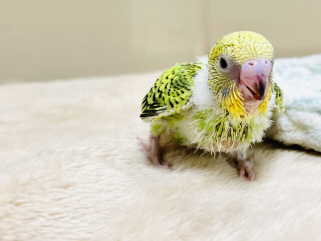 セキセイインコ