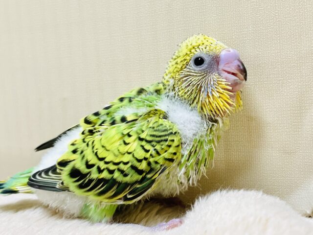 元気いっぱい！セキセイインコちゃん（オパーリン）ヒナ