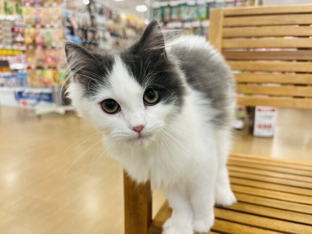 サイベリアン