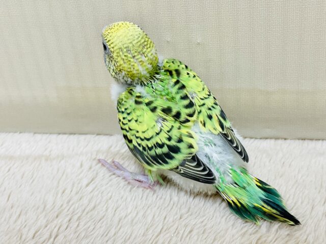 セキセイインコ