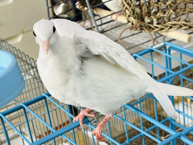 ギンバト