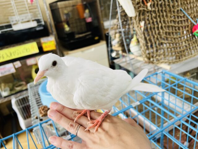 ギンバト