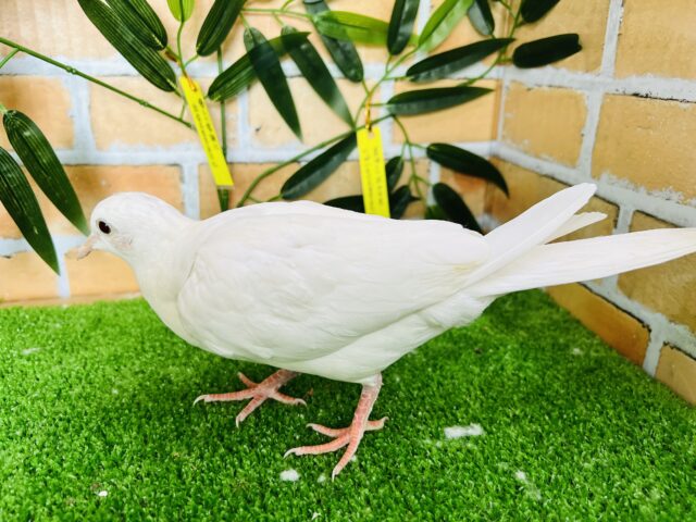 ギンバト