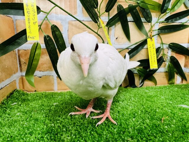 ギンバト