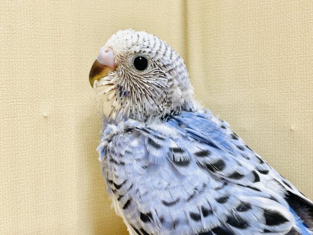にっこりニコニコ😊セキセイインコちゃん（オパーリン）ヒナ