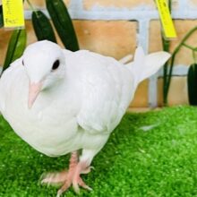 上品さが出てきました♡！銀鳩！