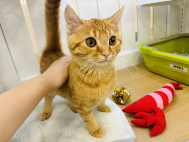 マンチカン