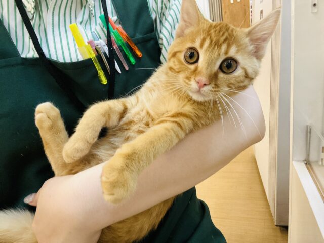 マンチカン