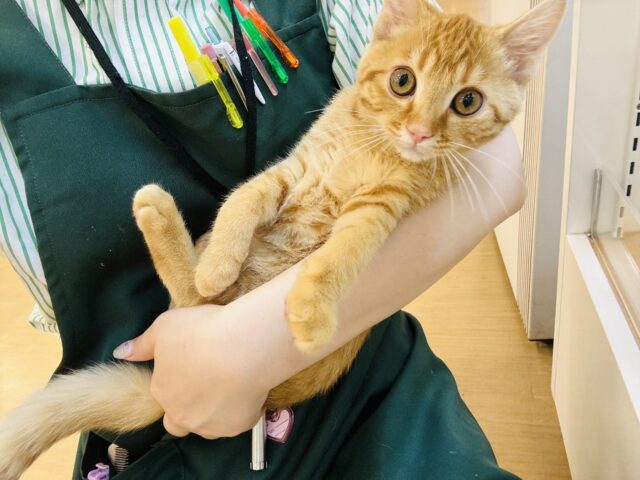マンチカン