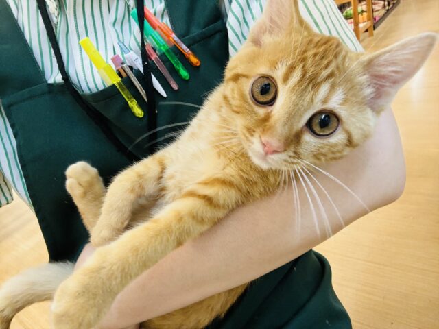 マンチカン