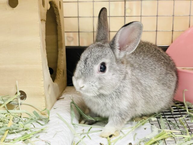 ミニウサギ