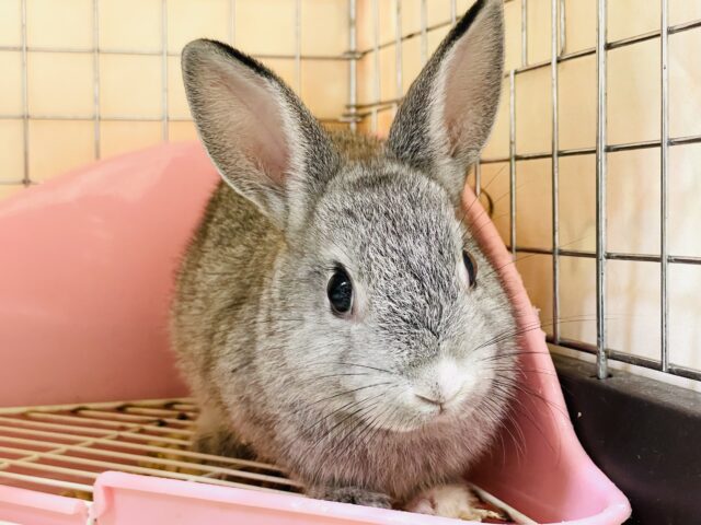 ミニウサギ