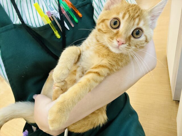 マンチカン
