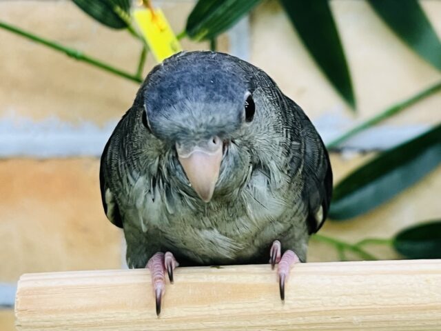 サザナミインコ