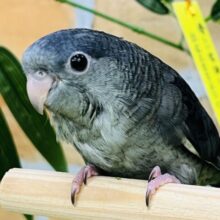 画像更新☆のんびり〜ﾋﾟｰﾎﾟﾎﾟ♪サザナミインコ（モーヴ）