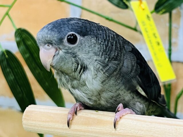 画像更新☆のんびり〜ﾋﾟｰﾎﾟﾎﾟ♪サザナミインコ（モーヴ）