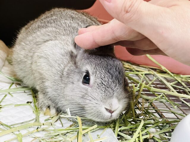 ミニウサギ