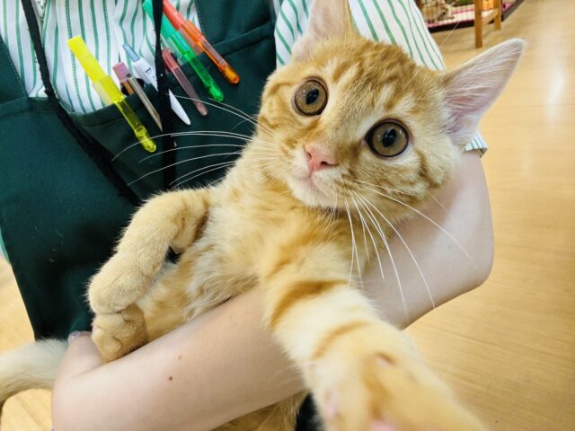 マンチカン