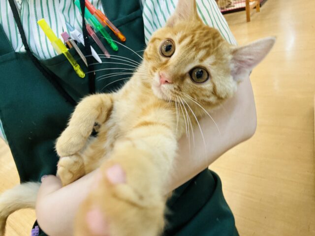 マンチカン