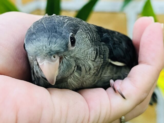サザナミインコ
