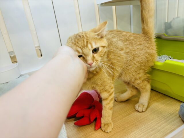 マンチカン