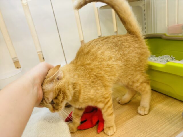マンチカン