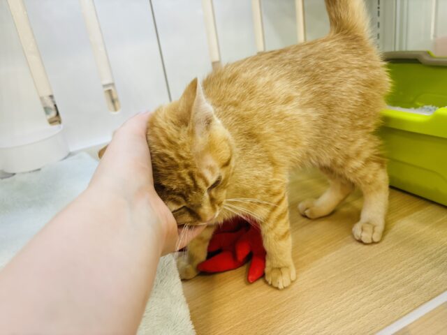 マンチカン