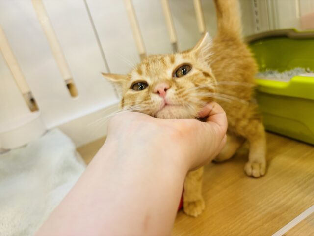 マンチカン