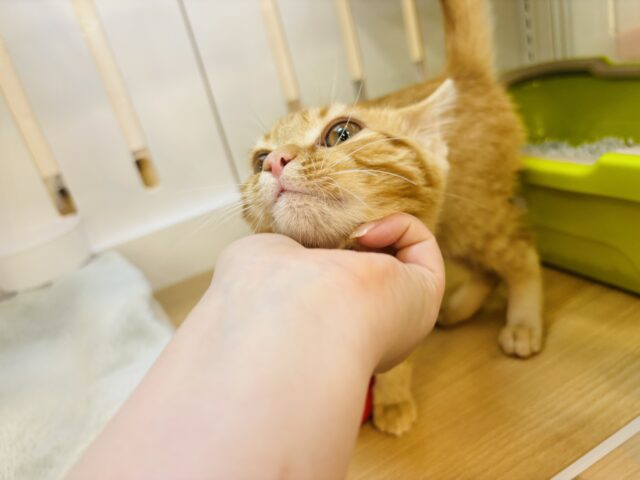 マンチカン