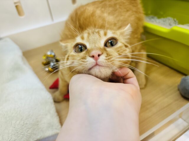 マンチカン
