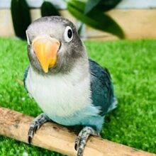 7/16更新☆素敵なブルー。ボタンインコ入荷です。