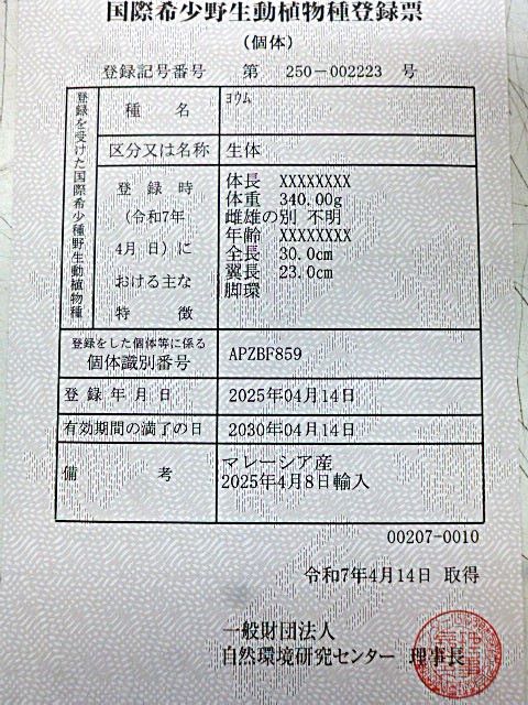 ヨウム