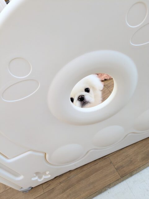 ペキニーズ