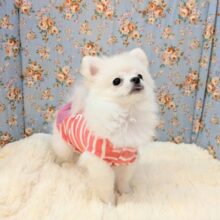 最新画像更新❕❕しろくま入舎しました🌟　ハーフ犬（ポメラニアン×チワワ）の男のコ　2025/6/5撮影