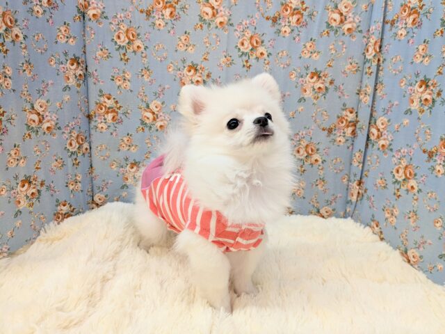 最新画像更新❕❕しろくま入舎しました🌟　ハーフ犬（ポメラニアン×チワワ）の男のコ　2025/6/5撮影