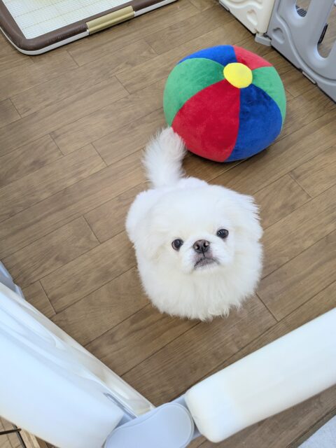 ペキニーズ