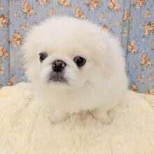 もっふもふの妖精💙　ペキニーズの男のコ　2025/6/5撮影