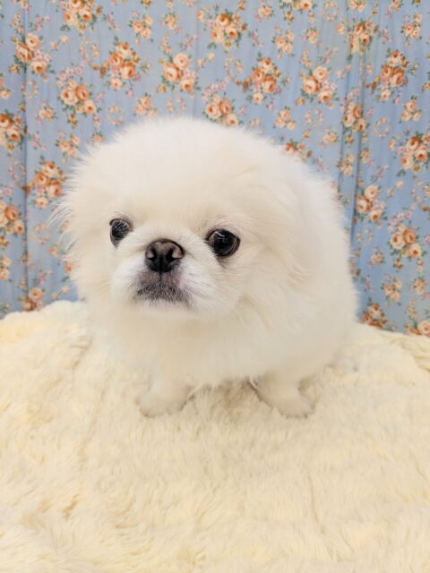 もっふもふの妖精💙　ペキニーズの男のコ　2025/6/5撮影
