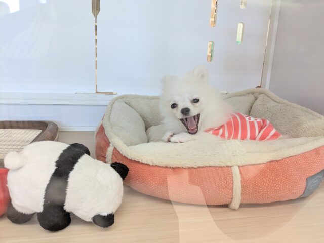 ポメチー（ポメチワ）