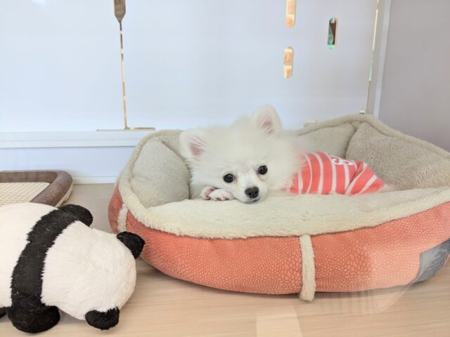 ポメチー（ポメチワ）