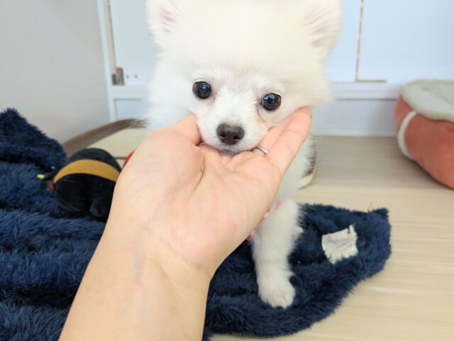 ポメチー（ポメチワ）