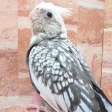 🤍🖤オカメインコ🖤🤍ＷＦパールパイド