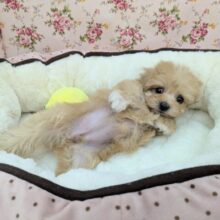 お目👀クリクリおてんばガール💗　ハーフ犬（チワワ×トイプードル）の女のコ　2025/6/1(*´▽｀*)