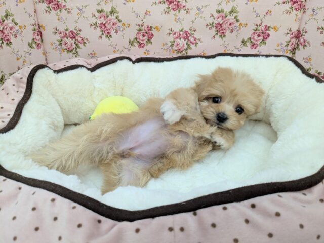 お目👀クリクリおてんばガール💗　ハーフ犬（チワワ×トイプードル）の女のコ　2025/6/1(*´▽｀*)