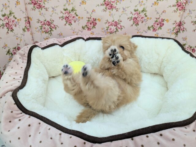 チワプー